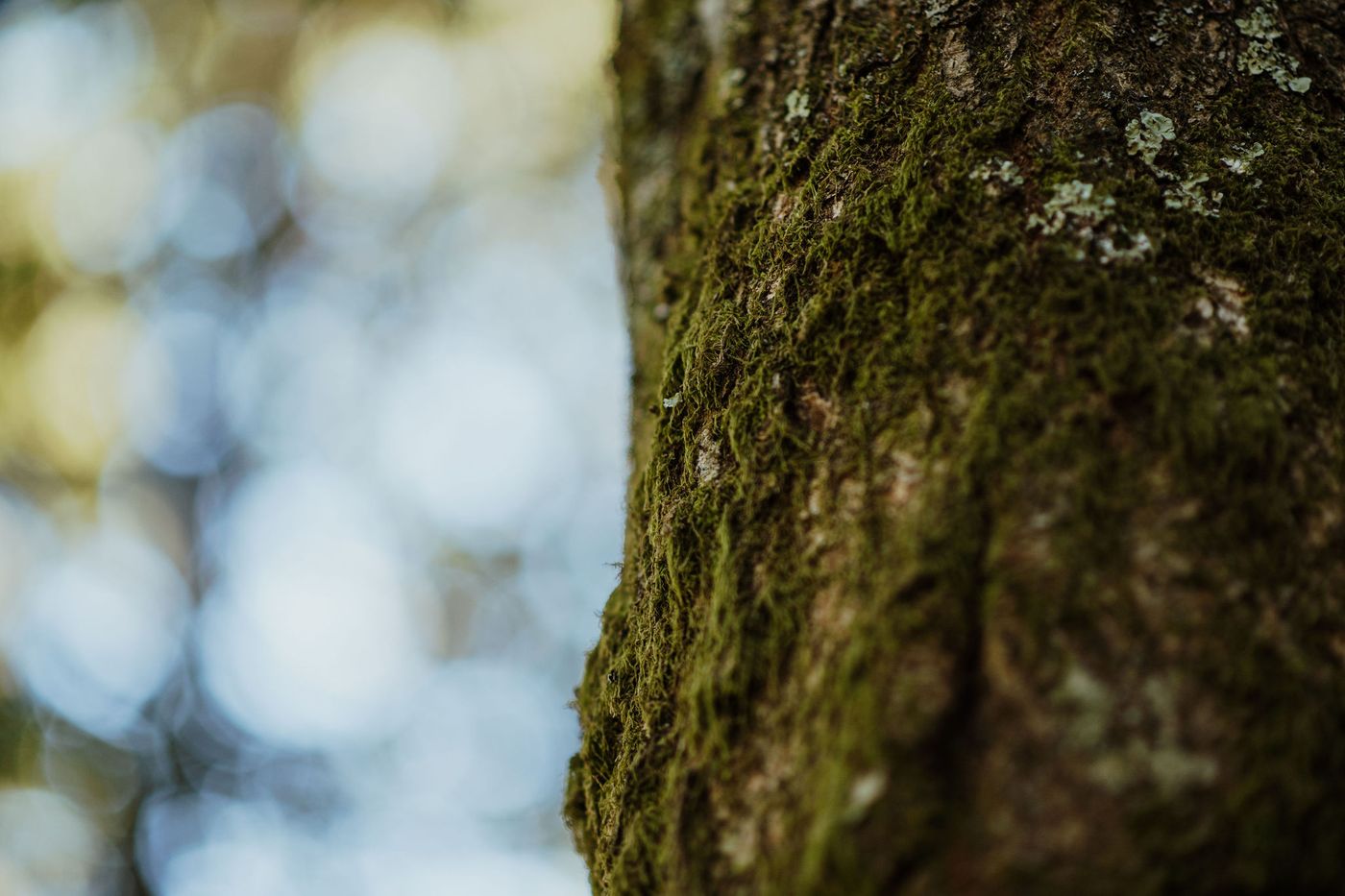 Soft green bokeh light beside a moss-covered tree trunk