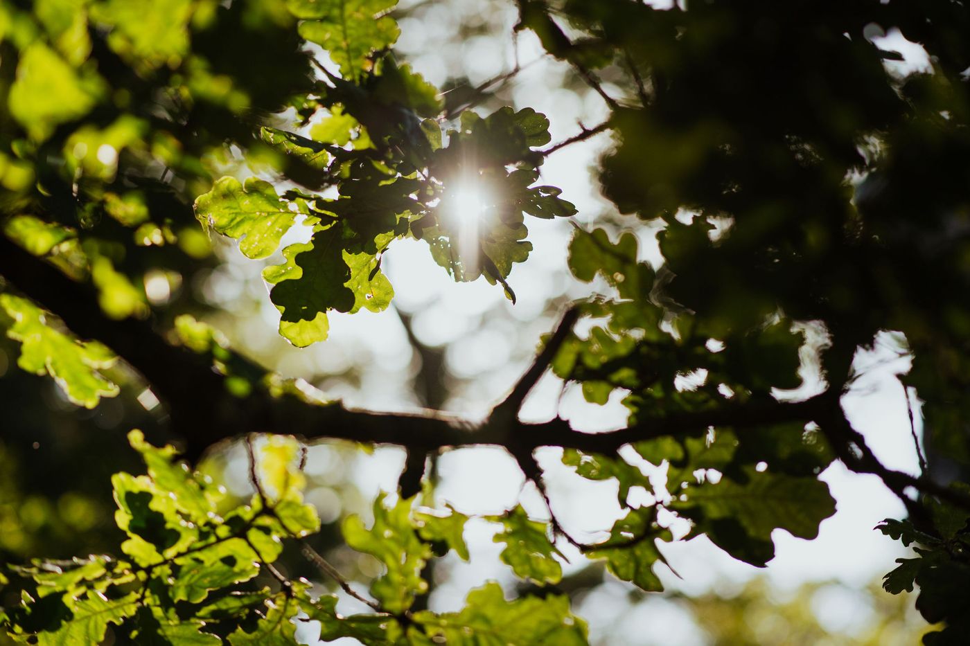 Sunlight glowing through oak leaves