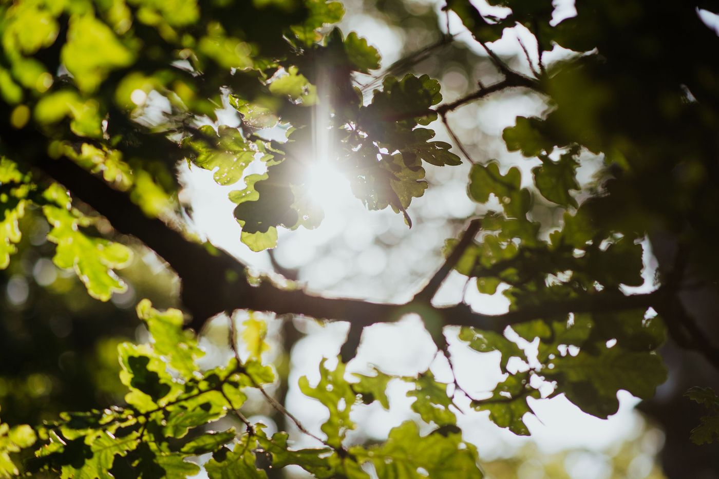 Sunlit oak leaves, warm and bright